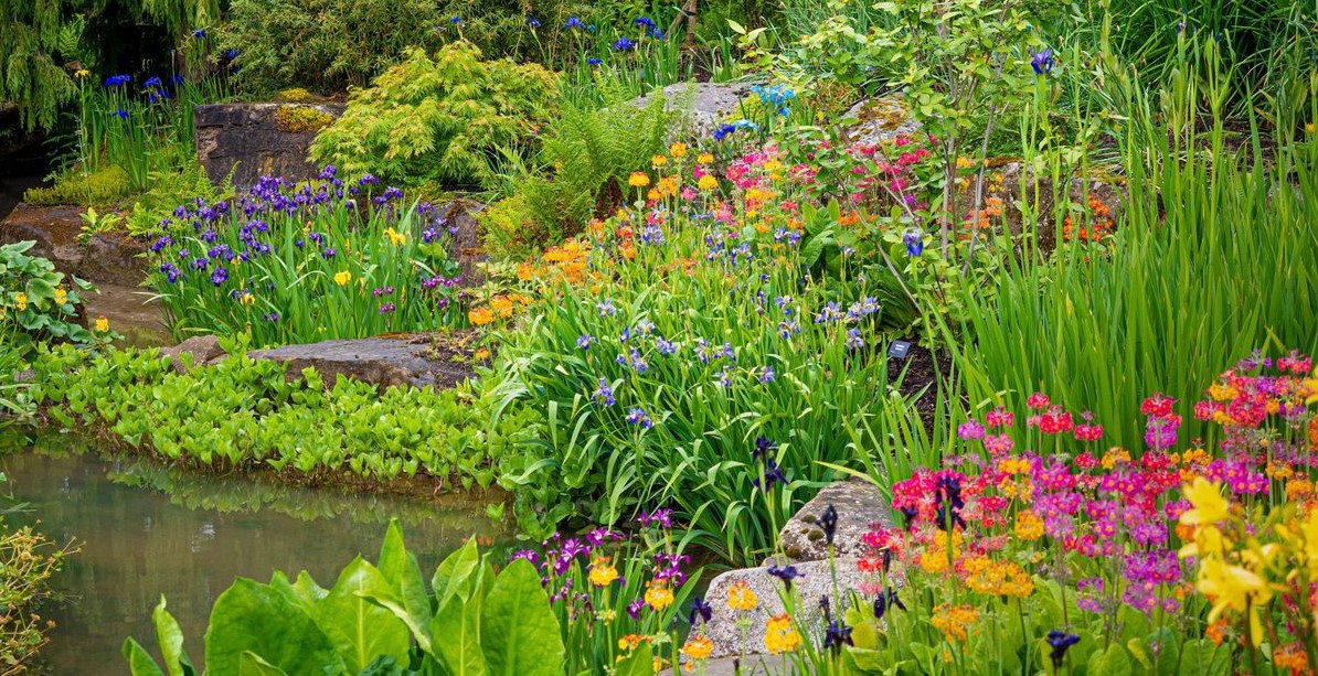 Image for UK's Best Garden Pond Plants